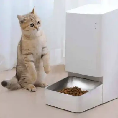 غذادهی خودکار گربه با Xiaomi Smart Pet Food Feeder گربه کنار غذادهنده هوشمند Xiaomi XWPF01MG-EU پر از غذای خشک
